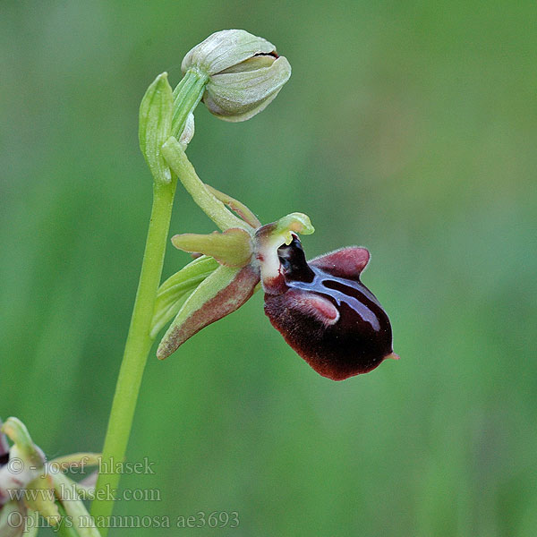 Ophrys mammosa Офрис кавказская кримська Паяковидна пчелица