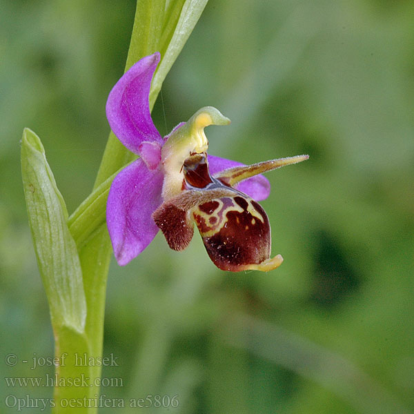 Gehörnte Ragwurz Ophrys oestrifera