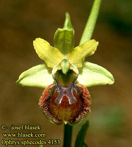 Ophrys sphegodes aranifera Tořič pavoukonosný