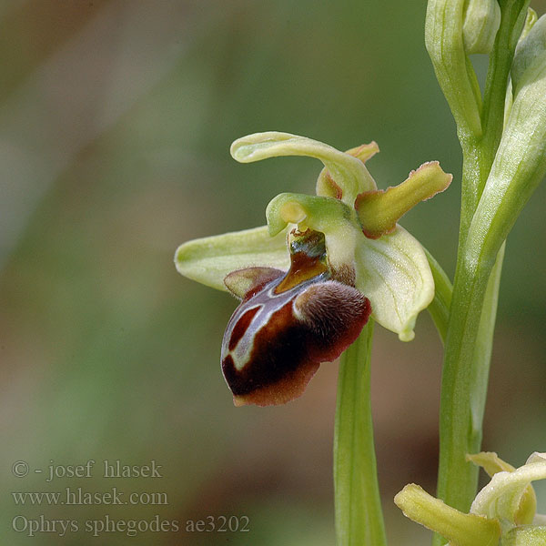 Ophrys sphegodes Ophrys araignée Hmyzovník pavúkovitý Trčník