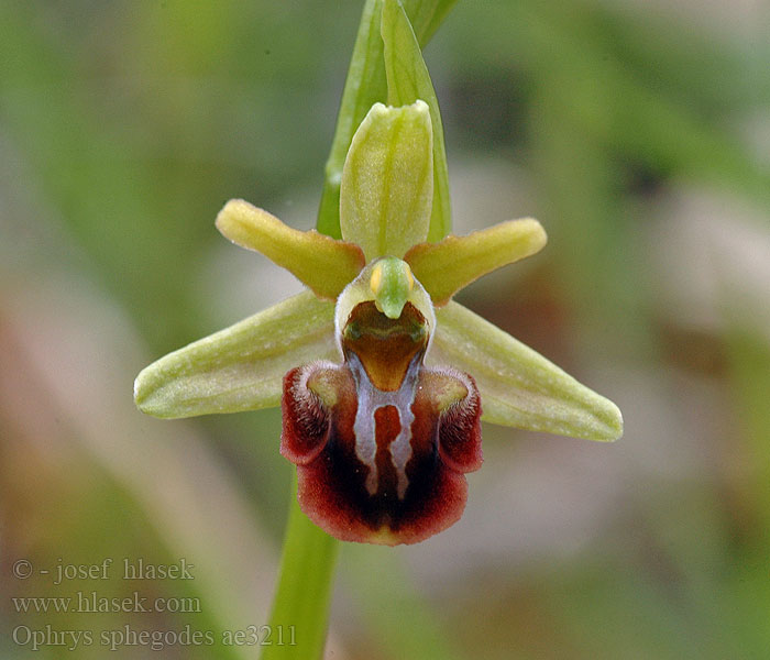 Ophrys sphegodes aranifera Офрис паукообразный