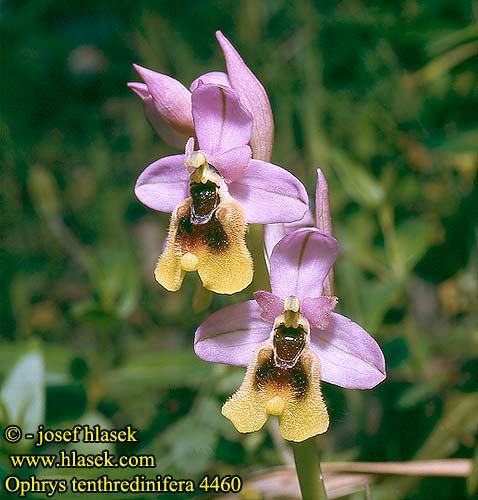 Ophrys tenthredinifera