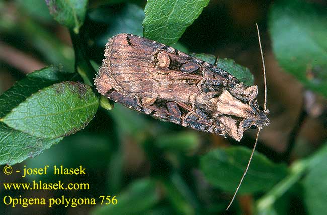 Opigena polygona Osenice jižní Knöterich-Bodeneule