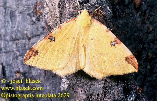 Opisthograptis luteolata Mokosz cierniowiak Brimstone Moth