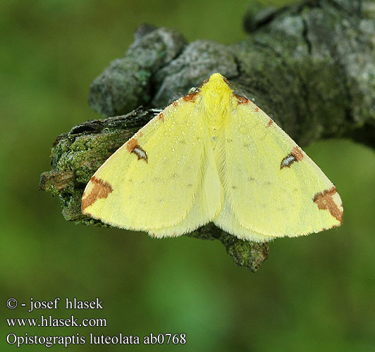 Opisthograptis luteolata Brimstone Moth Listnatka hlohová