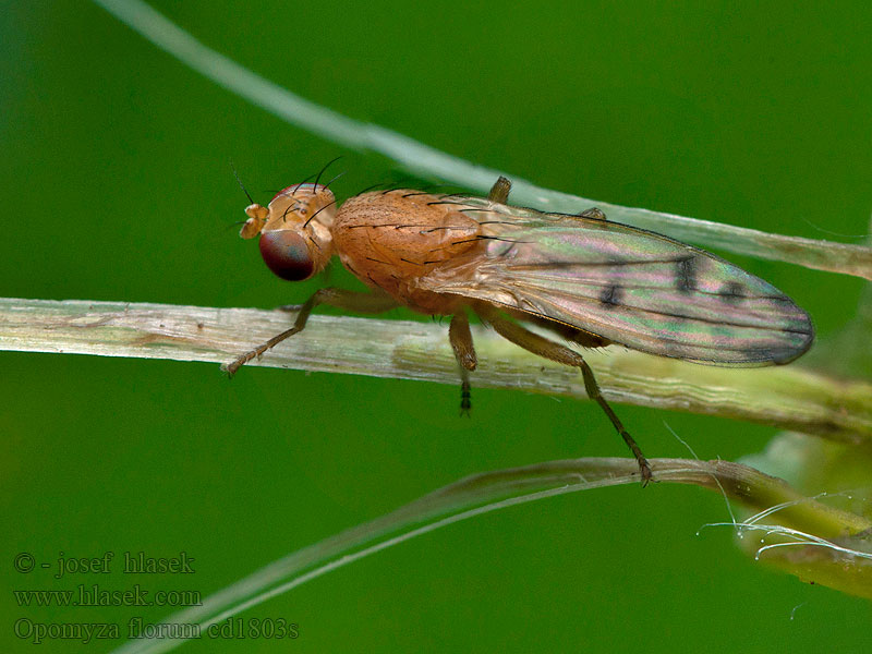 Gelbe Getreidefliege Opomyza florum