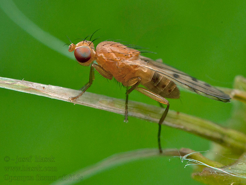 Opomyza florum