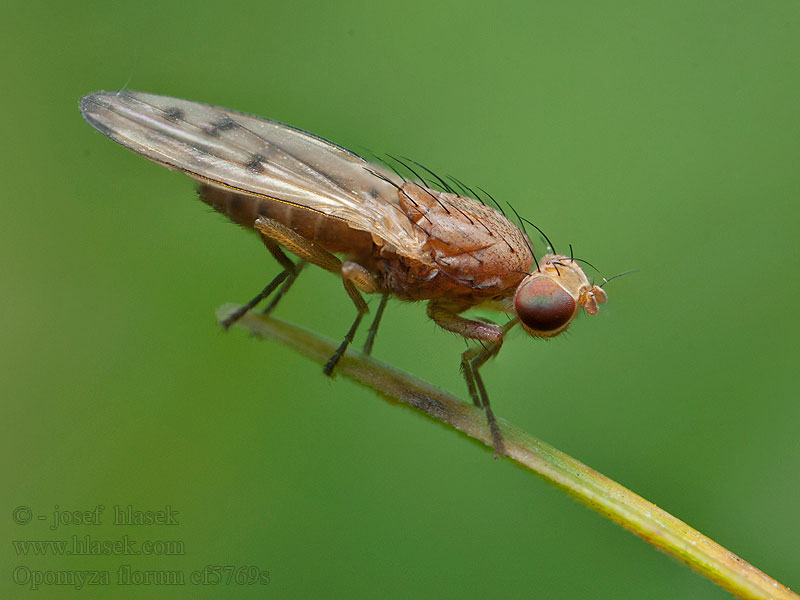 Opomyza florum Pestřice pšeničná Gelbe Getreidefliege