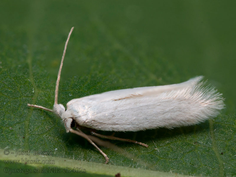 Opostega salaciella Třásníček bílý Sorrel Bent-wing