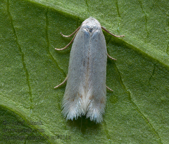 Sorrel Bent-wing Opostega salaciella