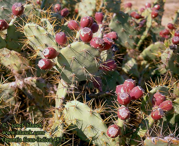 Opuntia ficus-indica