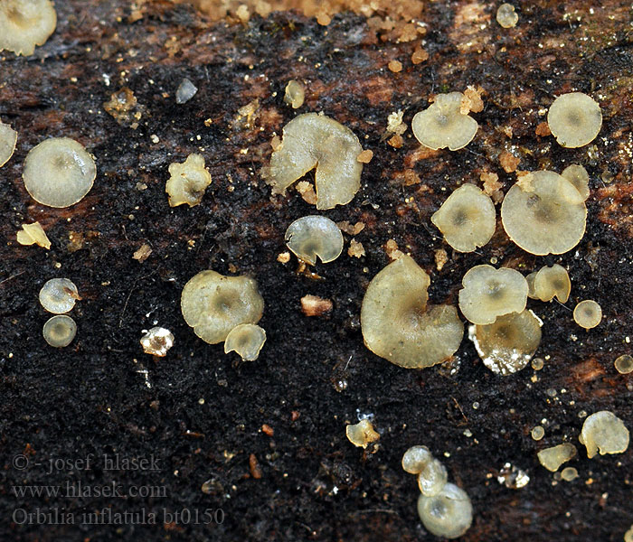 Hyalorbilia inflatula Orbilia Ankerwasbekertje