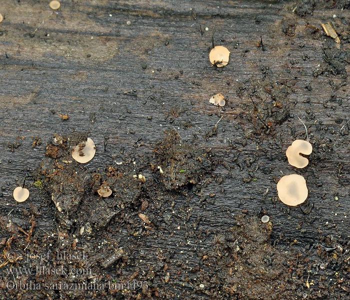 Orbilia sarraziniana Sarrazins Knopfbecherchen Doorzichtig wasbekertje