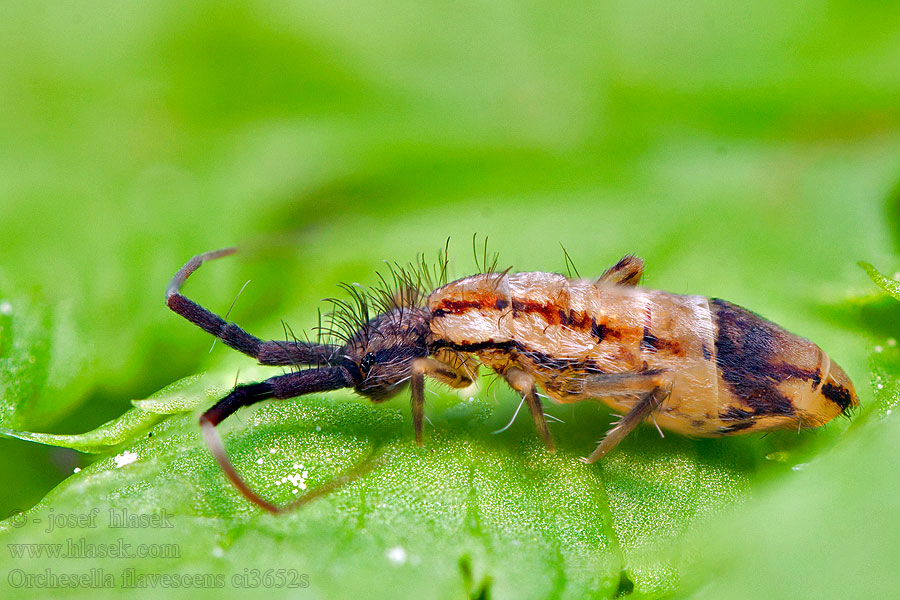 Orchesella flavescens