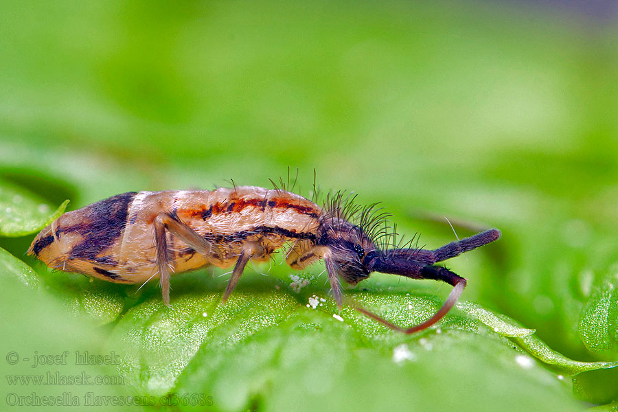 Orchesella flavescens