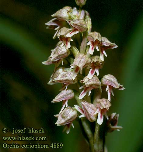 Orchis coriophora Bug Tagegogeurt Tage-gogeurt Ophrys punaise Wantsenorchis