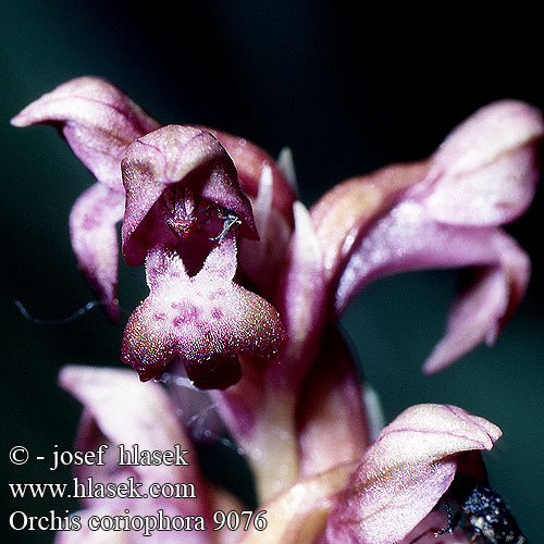 Orchis coriophora Ophrys punaise Wantsenorchis Orchide cimina