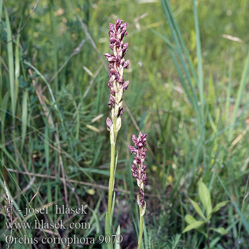 Orchis coriophora Vstavač štěničný Anacamptis Anteriorchis fragrans