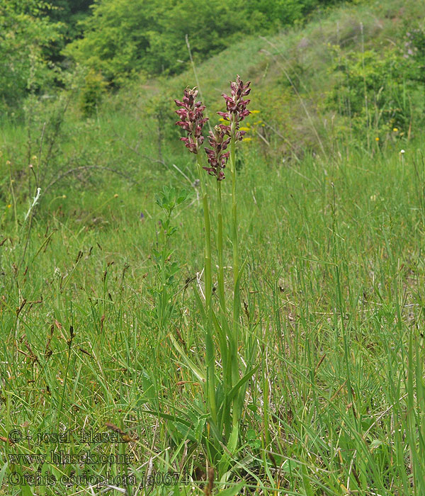 Orchis coriophora