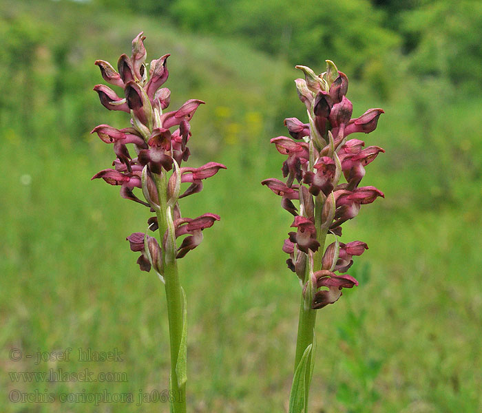 Orchis coriophora