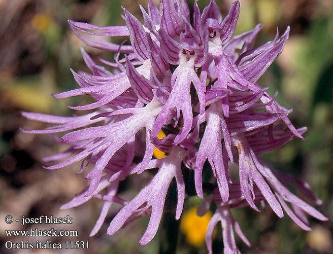 Orchis italica Italian orchid Italiensk Gogeurt d'Italie