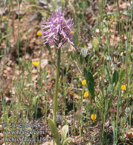 Orchis italica Italian orchid Italienische Knabenkraut Orquídea italiana