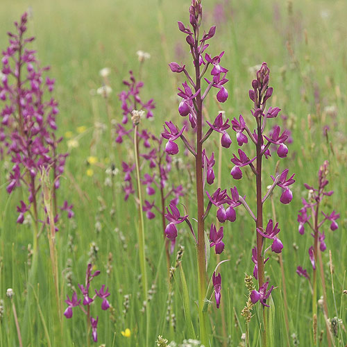 Orchis laxiflora ae3344