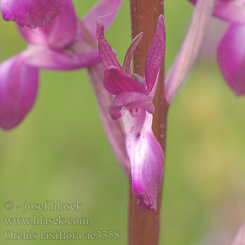 Orchis laxiflora ae3358