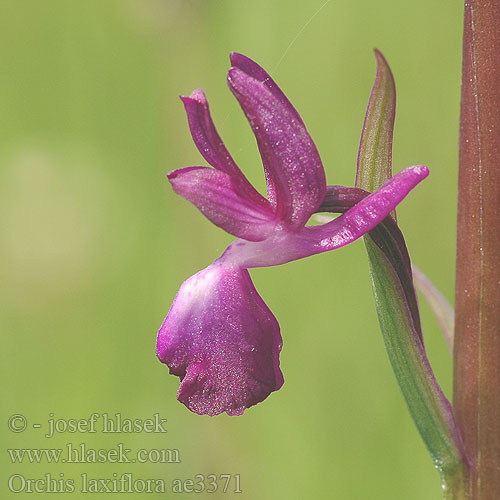 Orchis laxiflora ae3371