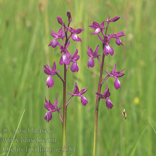 Orchis laxiflora ae3381