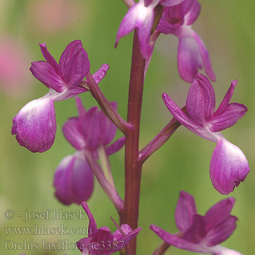 Orchis laxiflora Ятрышник рыхлоцветковый Orquídea palustre