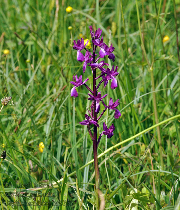 Orchis laxiflora