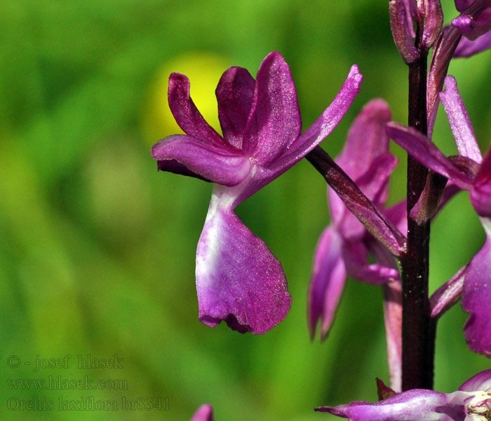 Orchis laxiflora