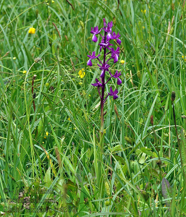 Orchis laxiflora