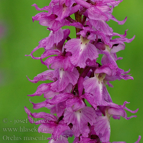 Mužska pihawka Vyriškoji gegužraibė Orchidea maschili