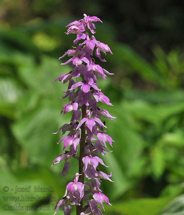 Orchis mascula