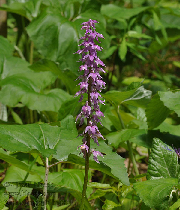 Orchis mascula