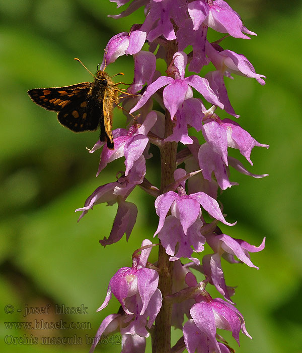 Orchis mascula