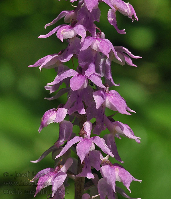 Orchis mascula