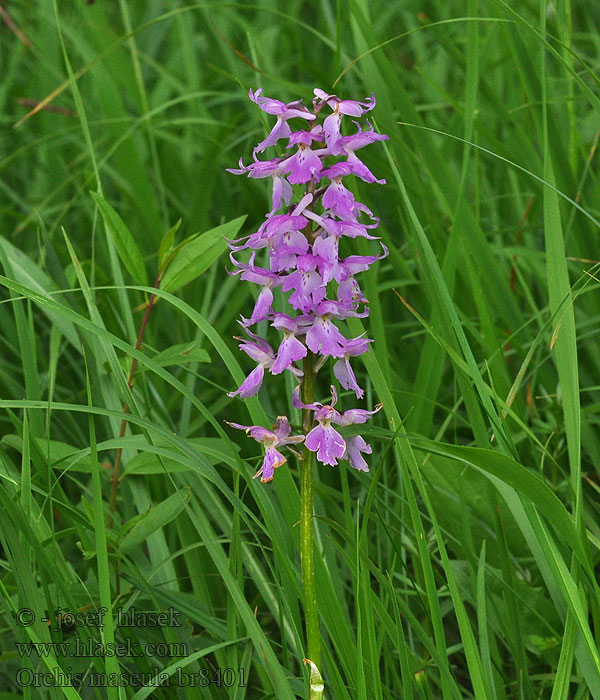 Orchis mascula