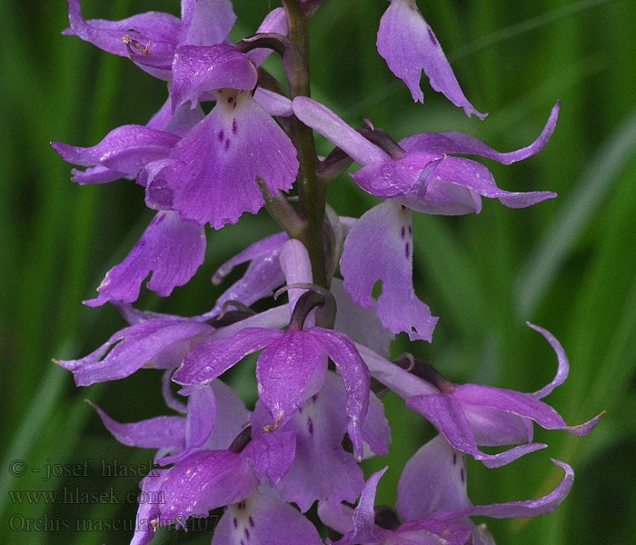 Orchis mascula