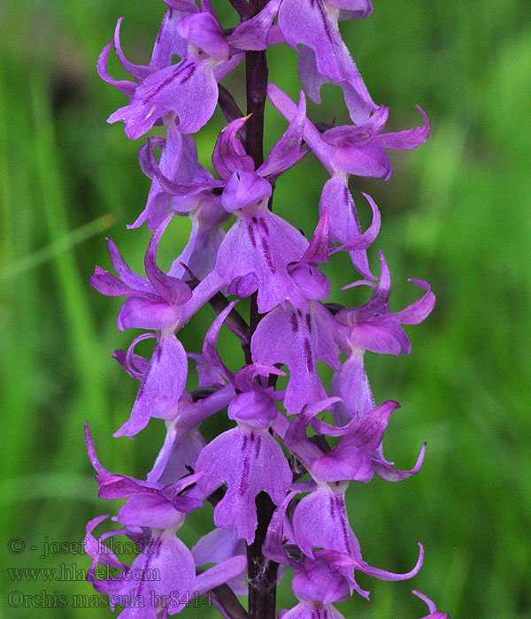 Orchis mascula