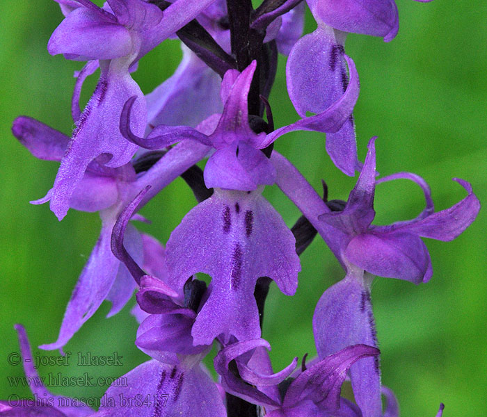 Orchis mascula