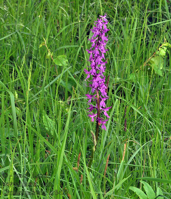 Orchis mascula