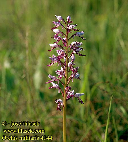 Orchis militaire Vitézkosbor Helm-Knabenkraut Helmknabenkraut