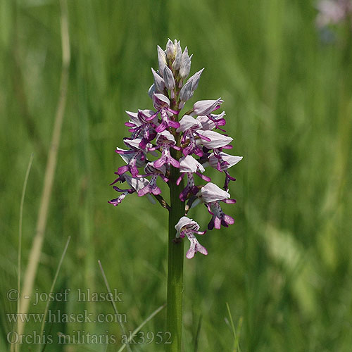 Orchis militaris Military Orchid Soikkokämmekkä Orchis militaire