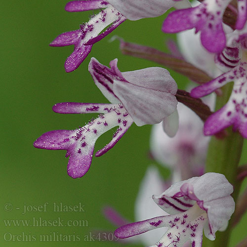 Soikkokämmekkä Шлемовиден салеп Шлемов Orchis militaris