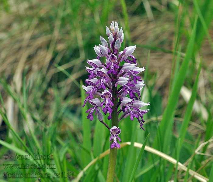 Orchis militaris