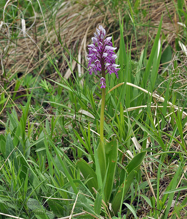 Orchis militaris