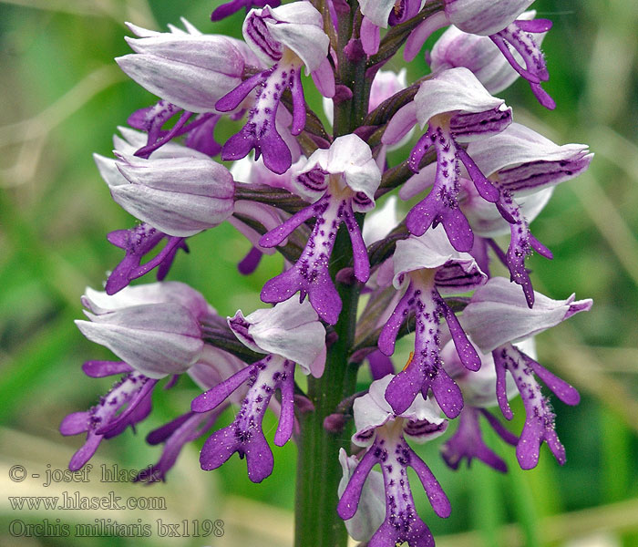 Orchis militaris